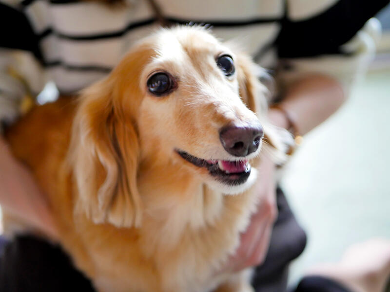 愛犬ティアラちゃん